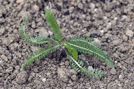 Yarrow (Achillea millefolium) - Early