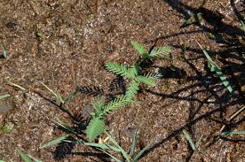 American Joint Vetch (Aeschynomene americana) - Early