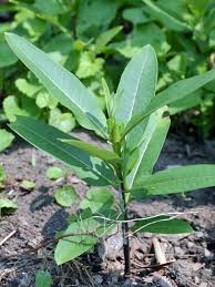 Common Milkweed (Asclepias syriaca L.) - Early