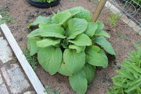 Borage (Borago officinalis) - Early