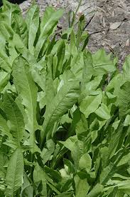 Endure Chicory (Cichorium intybus) - Early