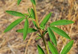 Rocky Mtn. Bee Plant (Cleome serrulata) - Early