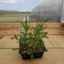 Plains Coreopsis (Coreopsis tinctoria) - Early