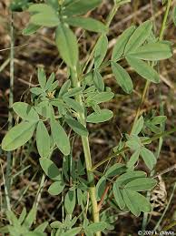 White Prairie Clover (Dalea candida) - Early