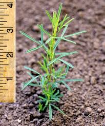 Purple Prairie Clover (Dalea purpurea) - Early