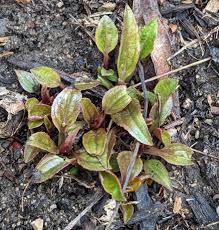 Pale Purple Coneflower (Echinacea pallida) - Early