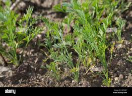 California Poppy (Eschscholzia californica) - Early