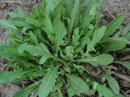 Blanket Flower (Gallardia aristata)