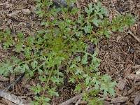 Globe Gilia (Gilia capitata) - Early