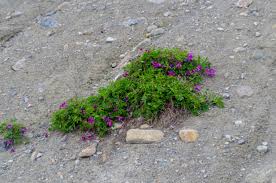 Utah Sweet Vetch (Hedysarum boreale)