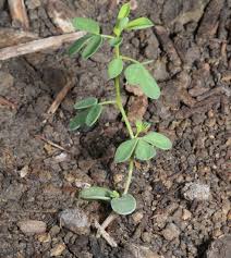 Birdsfoot Trefoil (Lotus corniculatus) - Early