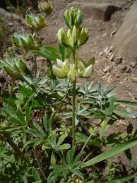 Dense Flowered Platycarpos (Lupinus microcarpus densiflorus) - Early