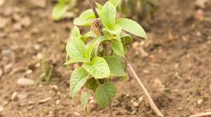 Wild Bergamot (Monarda fistulosa) - Early