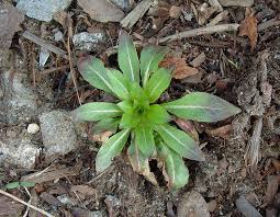 Evening Primrose (Oenothera biennis) - Early