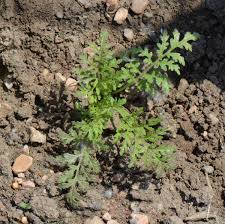 Lacy Phacelia (Phacelia tanacetifolia) - Early