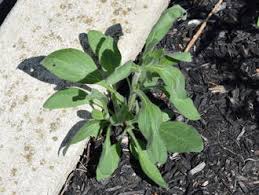 Black-eyed Susan (Rudbeckia hirta) - Early