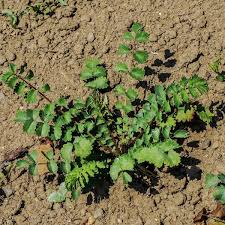 Small Burnet (Sanguisorba minor) - Early