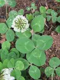 Microseed Clover (Trifolium repans var. Pipolina) - Bloom