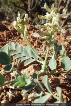 Canada Milk Vetch (Astragalus canadensis) - Early