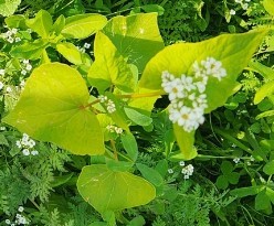 Mancan buckwheat (Fagopyrum esculentum, Mancan)